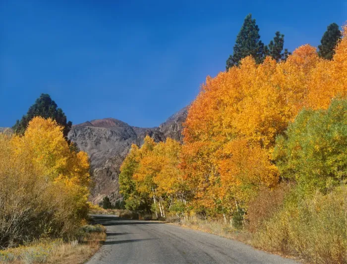Framed Print : USA, California, Sierra Nevada Mountains. Autumn aspens line road into Lundy Canyon Framed Print : USA, California, Sierra Nevada Mountains. Autumn aspens line road into Lundy Canyon