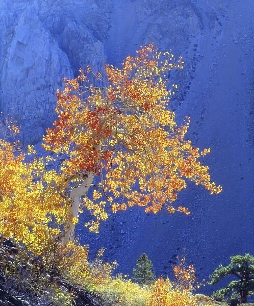 USA, California, Sierra Nevada Mountains. Sunlight on aspen tree in autumn colors