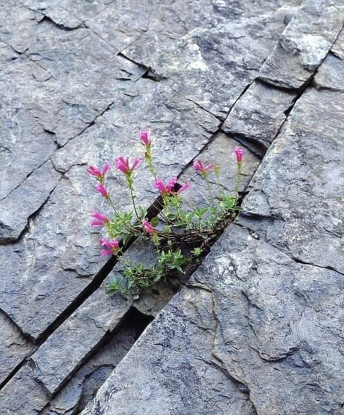 USA, California, Sierra Nevada Mountains. Wildflowers growing out of a rock
