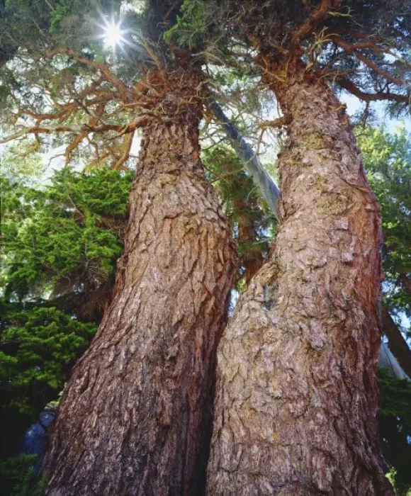 Framed Print : USA, California, Sierra Nevada Mountains. Old growth red fir trees