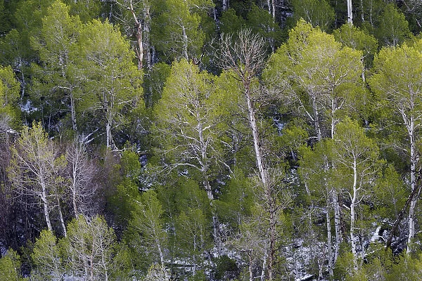 USA, California, Sierra Nevada Range. Aspens in early spring