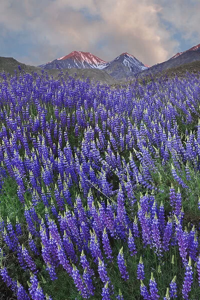 USA, California, Sierra Nevada Range. Blooming Inyo bush lupine flowers in mountains