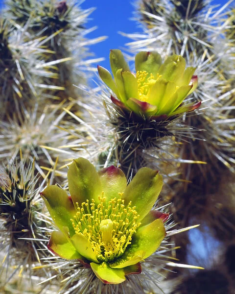 USA; California; Silver Cholla Cactus Wildflowers in Joshua Tree National Park