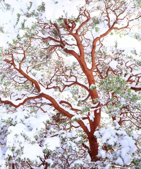 Framed Print : USA; California; Snow covered manzanita bush, Cleveland National Forest, CA Framed Print : USA; California; Snow covered manzanita bush, Cleveland National Forest, CA