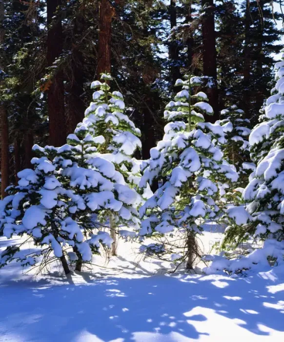 Framed Print : USA; California; Snow Covered Red Fir trees in the High Sierra Framed Print : USA; California; Snow Covered Red Fir trees in the High Sierra