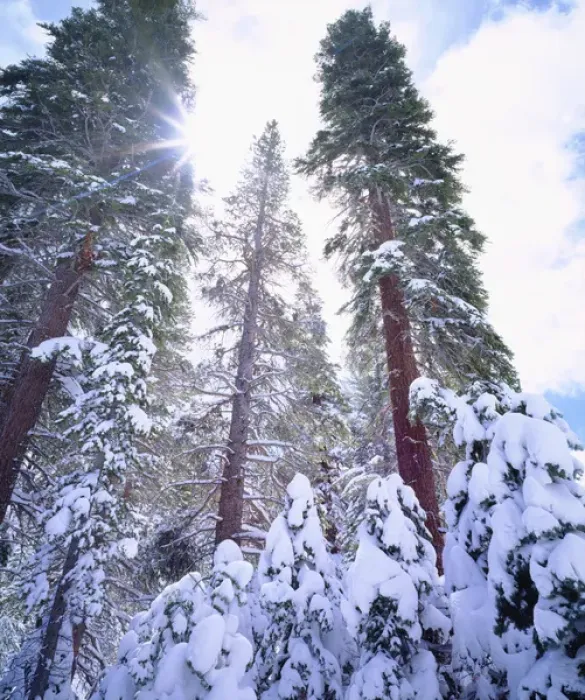 Framed Print : USA; California; Snow Covered Red Fir trees in the High Sierra Framed Print : USA; California; Snow Covered Red Fir trees in the High Sierra