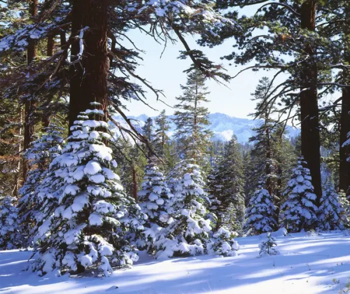 Framed Print : USA; California; Snow Covered Red Fir trees in the High Sierra