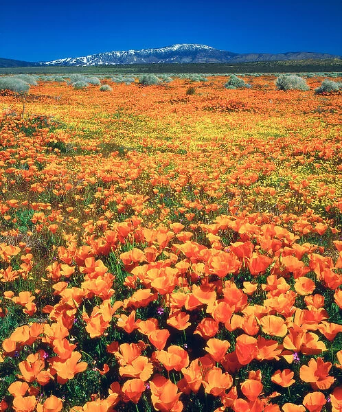 USA; California; Snow covered Techachapi Mountains and California Poppies and the