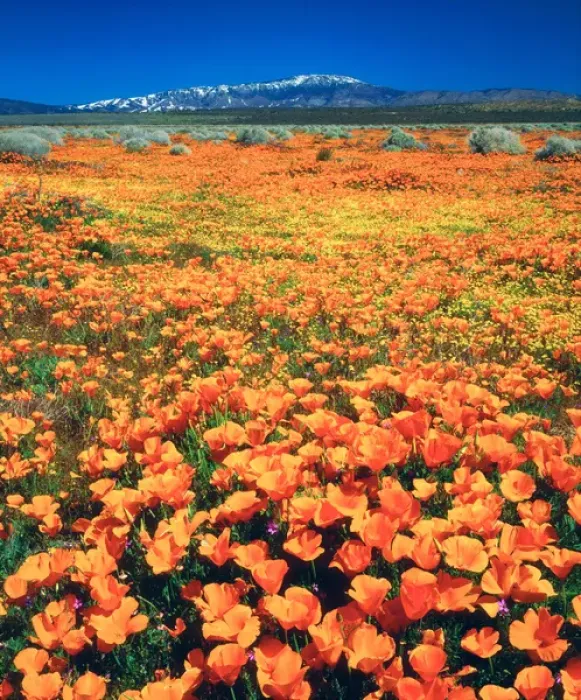 Framed Print : USA; California; Snow covered Techachapi Mountains and California Poppies Framed Print : USA; California; Snow covered Techachapi Mountains and California Poppies