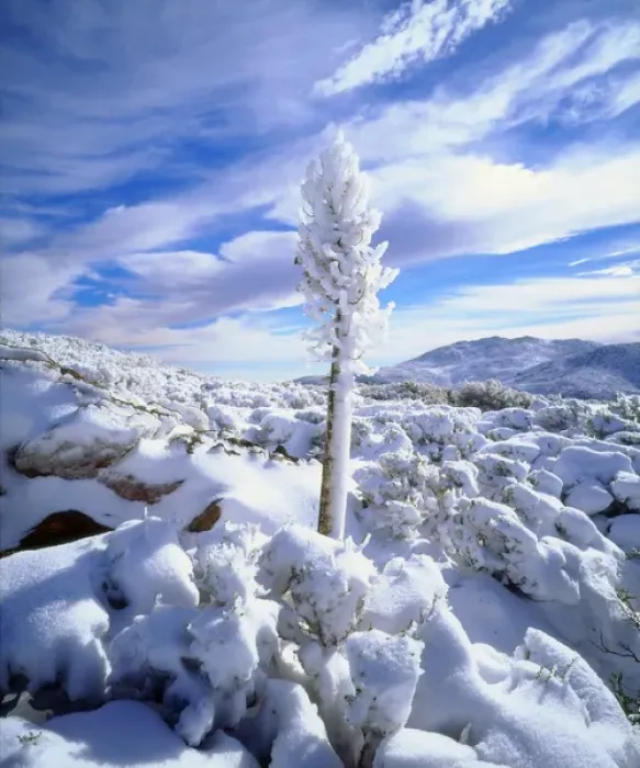 Framed Print : USA, California, A snow covererd yucca in Anza Borrego Desert State Park, CA Framed Print : USA, California, A snow covererd yucca in Anza Borrego Desert State Park, CA