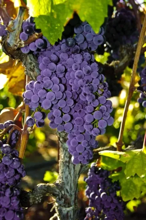 Framed Print : USA, California, Sonoma, Healdsburg. Sonoma grapes ready for crush Framed Print : USA, California, Sonoma, Healdsburg. Sonoma grapes ready for crush