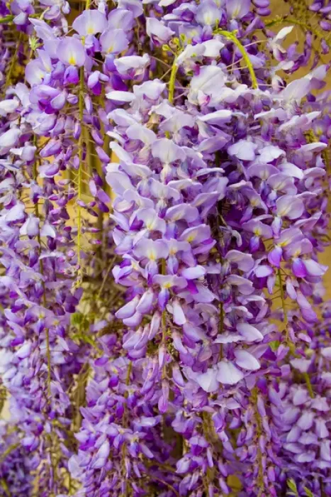 Framed Print : USA, California, Sonoma Valley, Wisteria blooming in spring Framed Print : USA, California, Sonoma Valley, Wisteria blooming in spring