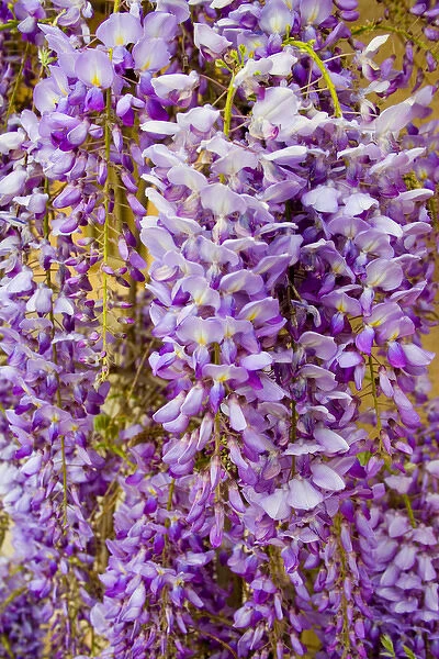 USA, California, Sonoma Valley, Wisteria blooming in spring
