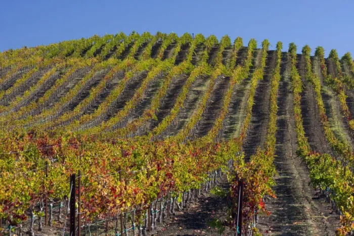 Framed Print : USA, California, Sonoma wine country with rows of grapes during Autumn