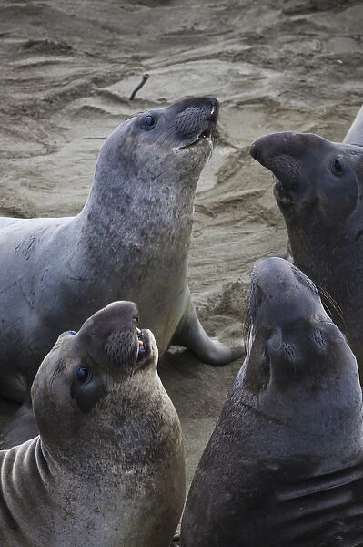 USA, California, Southern California, Point Piedras Blancas, Northern Elephant Seal colony