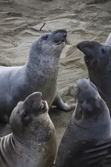 Framed Print : USA, California, Southern California, Point Piedras Blancas, Northern Elephant Seal colony Framed Print : USA, California, Southern California, Point Piedras Blancas, Northern Elephant Seal colony