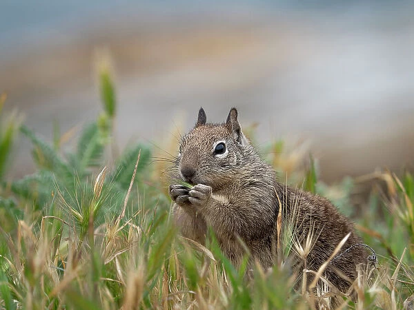 Usa, California. Squirrel in field