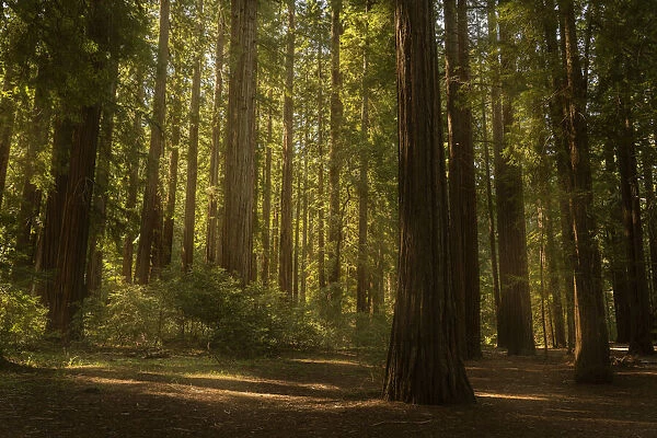 USA, California. Sun streaks on floor of coastal redwood forest