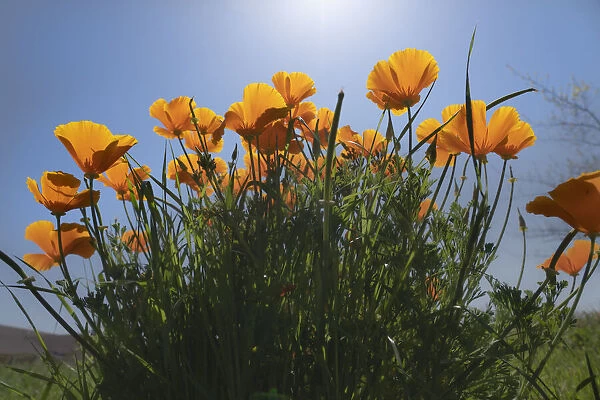 USA, California. Sunlit poppies