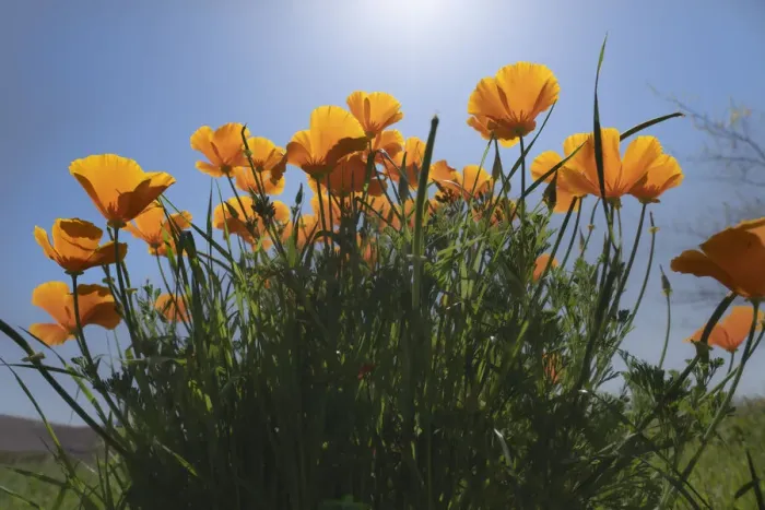Framed Print : USA, California. Sunlit poppies Framed Print : USA, California. Sunlit poppies