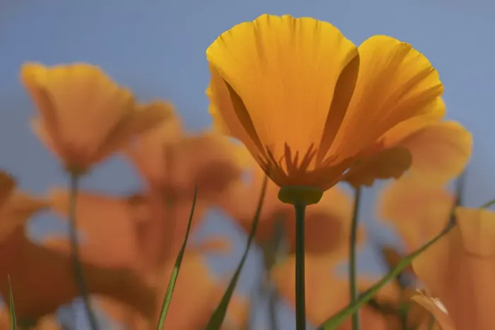 Framed Print : USA, California. Sunlit poppies Framed Print : USA, California. Sunlit poppies