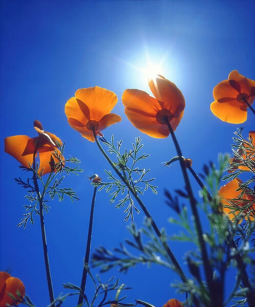 USA; California, Suns rays though a California Poppy