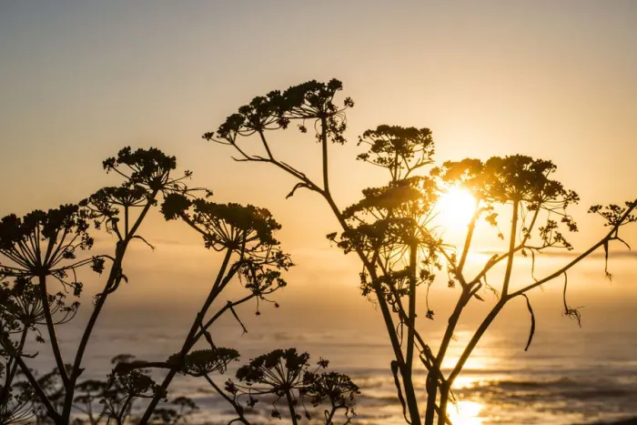 Framed Print : USA, California. Sunset over the Pacific Ocean, seen from Pacific Coast Highway on San Framed Print : USA, California. Sunset over the Pacific Ocean, seen from Pacific Coast Highway on San