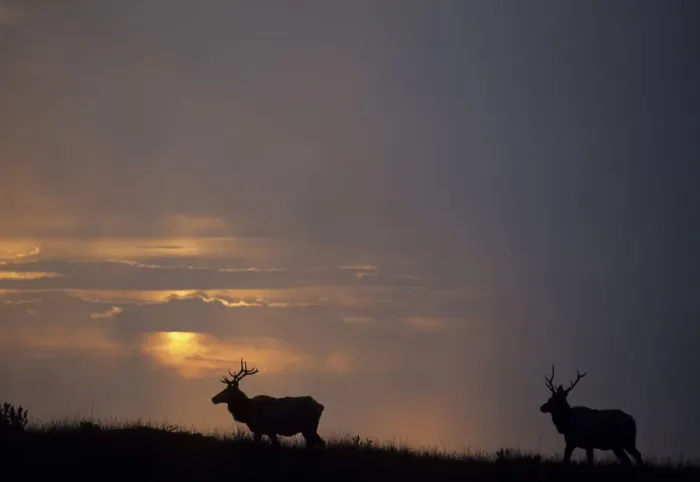 Framed Print : USA, California, Sunset, Tule Elk, Point Reyes National Seashore Framed Print : USA, California, Sunset, Tule Elk, Point Reyes National Seashore