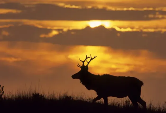 Framed Print : USA, California, Sunset, Tule Elk, Point Reyes National Seashore Framed Print : USA, California, Sunset, Tule Elk, Point Reyes National Seashore