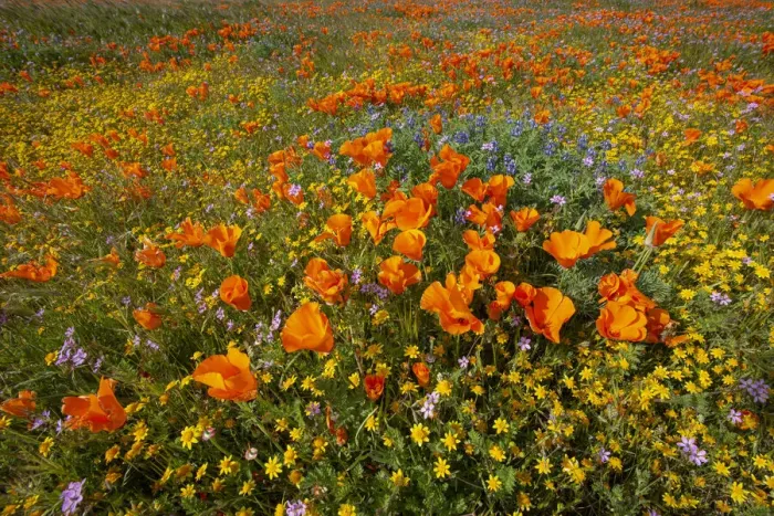 Framed Print : USA, California, superbloom hillside near Lancaster, Yellow Goldfields