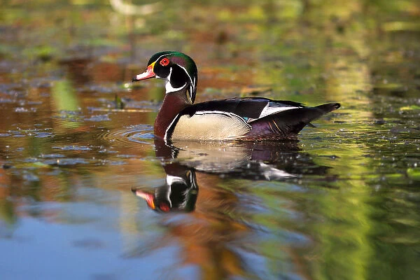 USA, California. Swimming wood duck. Credit as: Christopher Talbot Frank  /  Jaynes
