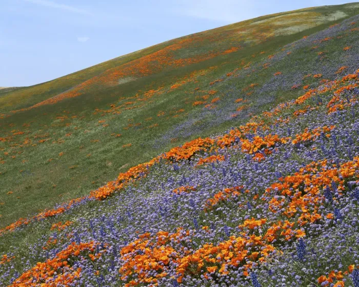 Framed Print : USA, California, Tehachapi Mountains, California Poppies and Globe Gilia