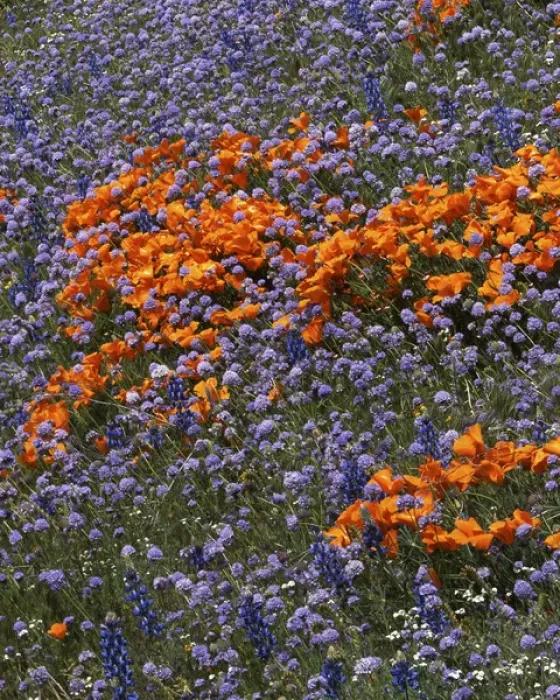 Framed Print : USA, California, Tehachapi Mountains, California Poppies and Globe Gilia