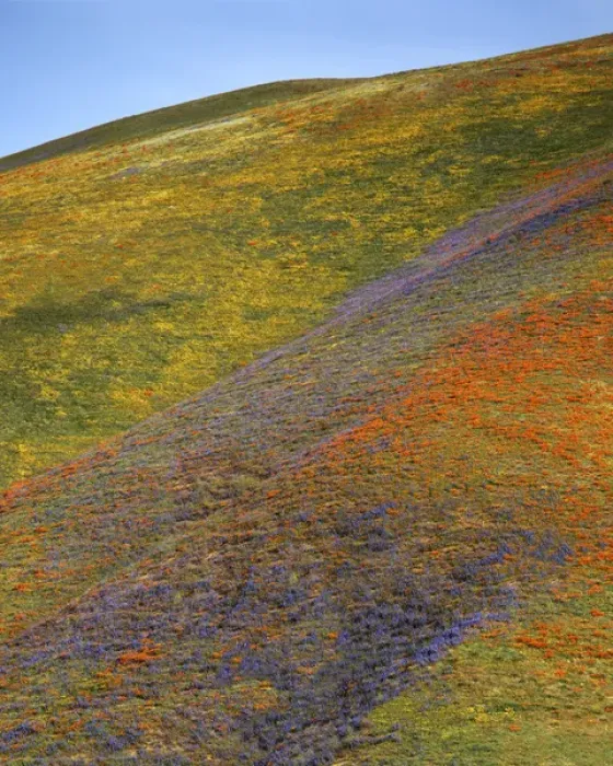 Framed Print : USA, California, Tehachapi Mountains, California Poppies and Globe Gilia Framed Print : USA, California, Tehachapi Mountains, California Poppies and Globe Gilia
