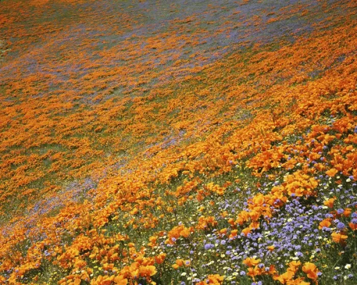 Framed Print : USA, California, Tehachapi Mountains, California Poppies and Globe Gilia