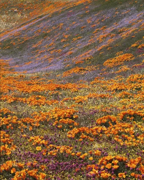 Framed Print : USA, California, Tehachapi Mountains, California Poppies, Owls Clover and Globe Framed Print : USA, California, Tehachapi Mountains, California Poppies, Owls Clover and Globe
