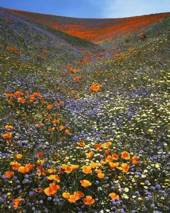 Framed Print : USA, California, Tehachapi Mountains, California poppies, Goldfields and Globe Gilia