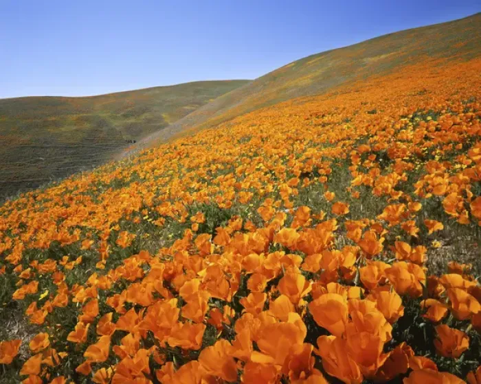 Framed Print : USA, California, Tehachapi Mountains, California Poppies Framed Print : USA, California, Tehachapi Mountains, California Poppies