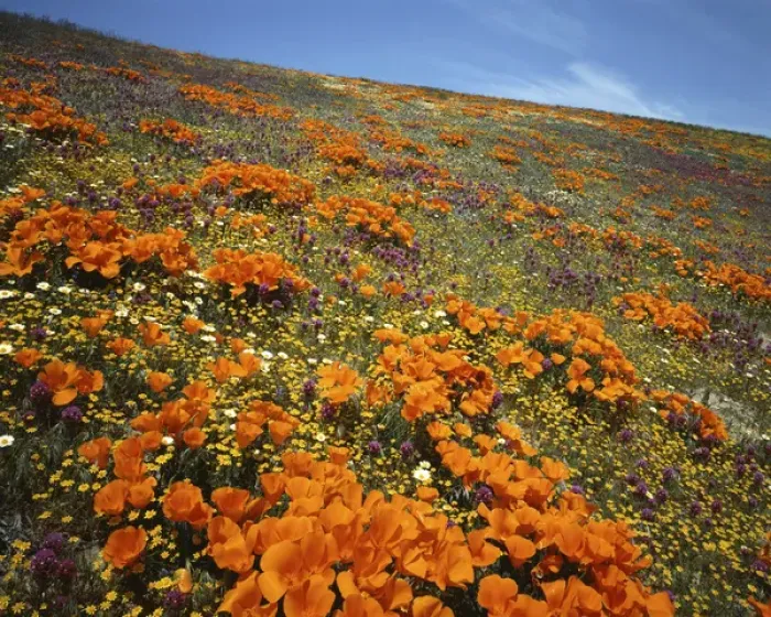 Framed Print : USA, California, Tehachapi Mountains, Wildflowers Framed Print : USA, California, Tehachapi Mountains, Wildflowers