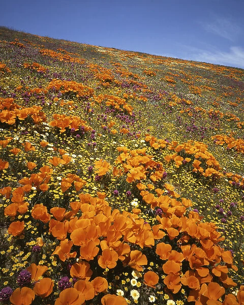 USA, California, Tehachapi Mountains, Wildflowers