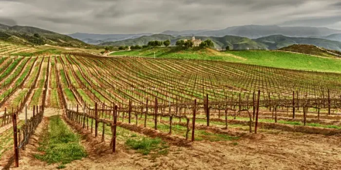 Framed Print : USA, California, Temecula. Spring at Leoness Cellars in the Temecula wine country Framed Print : USA, California, Temecula. Spring at Leoness Cellars in the Temecula wine country
