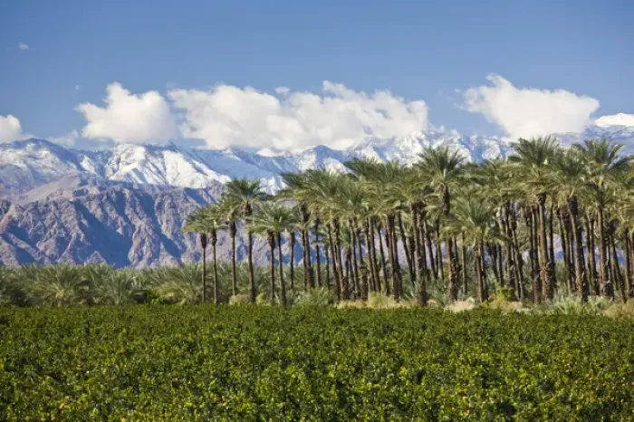 Framed Print : USA, California, Thermal. Palm grove and San Jacinto Mountains, winter Framed Print : USA, California, Thermal. Palm grove and San Jacinto Mountains, winter