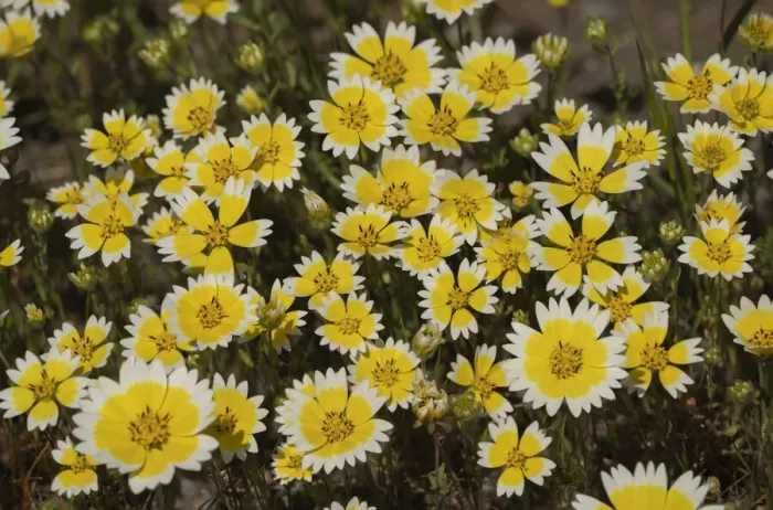 Framed Print : USA, California. Tidy tips bloom in spring