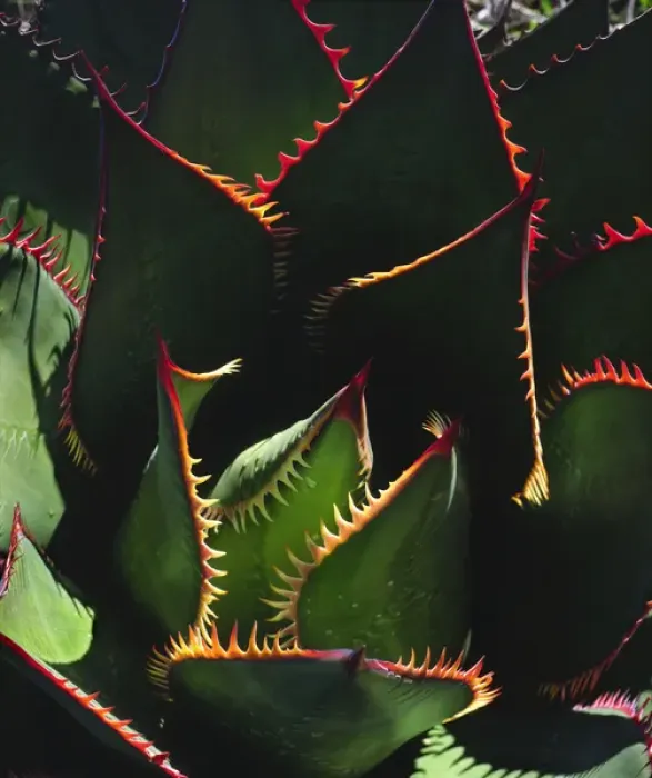Framed Print : USA, California, Torrey Pines State Park. Patterns of an Agave plant