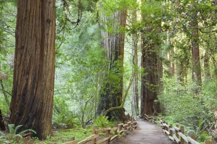 Framed Print : USA, California. Trail through Muir Woods National Monument in springtime. Credit as Framed Print : USA, California. Trail through Muir Woods National Monument in springtime. Credit as