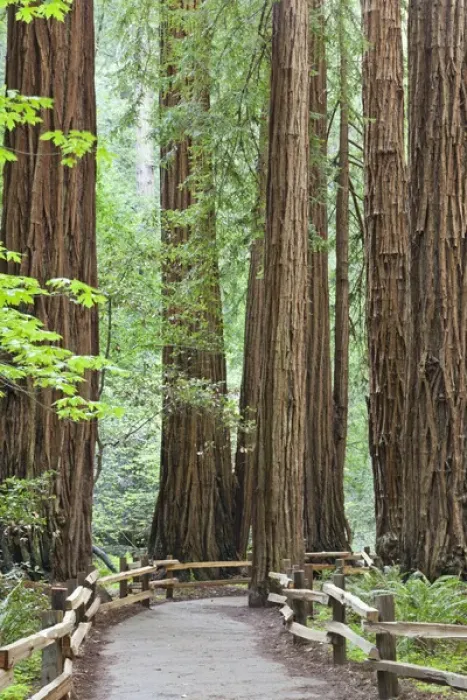 Framed Print : USA, California. Trail through Muir Woods National Monument in springtime. Credit as