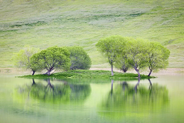 USA, California. Trees on island reflect in Black Butte Reservoir