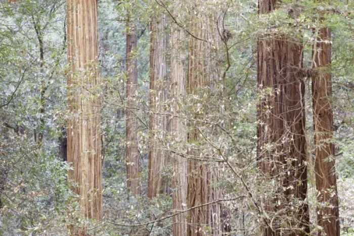 Framed Print : USA, California. Tres in Muir Woods National Monument in springtime Framed Print : USA, California. Tres in Muir Woods National Monument in springtime