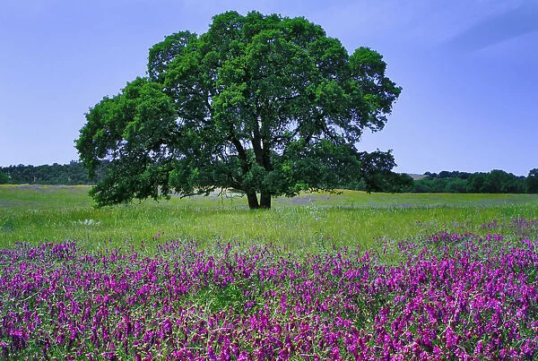 USA, California, Tulare County. Oak tree and flowers in Sierra Nevada foothills. Credit as