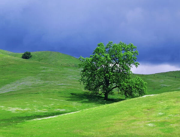 USA, California, Tulare County. Oak tree in Sierra Nevada foothills